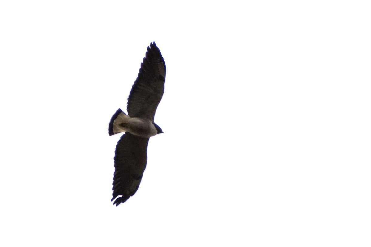 White-tailed Hawk - Luiz Carlos Ramassotti