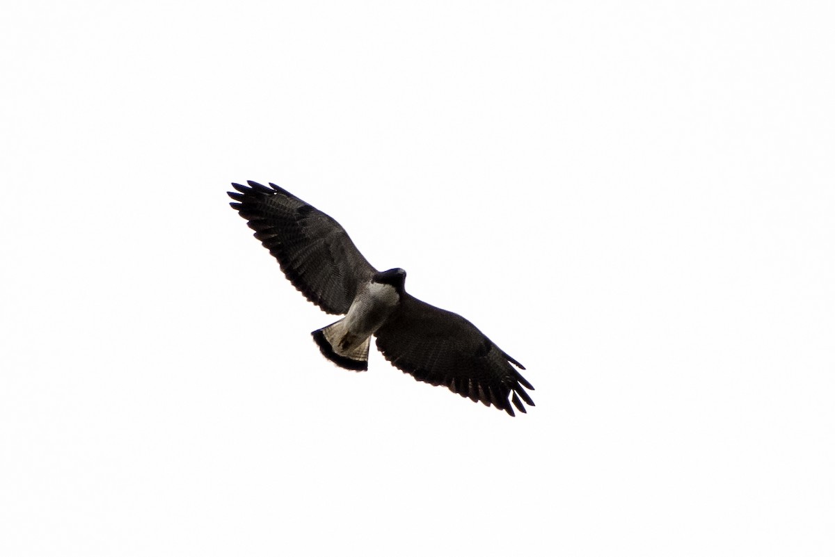 White-tailed Hawk - ML29415071