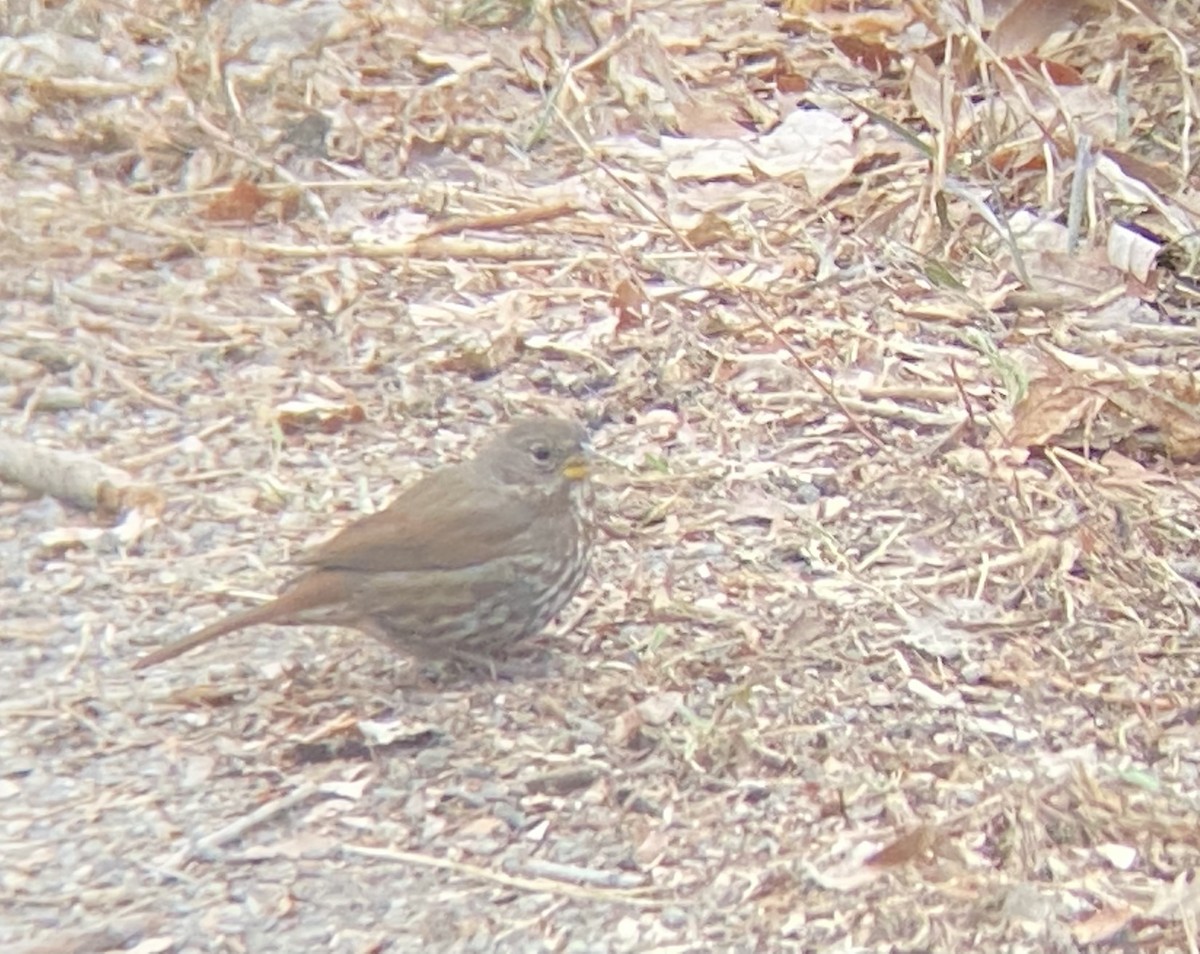Fox Sparrow (Sooty) - ML294158731