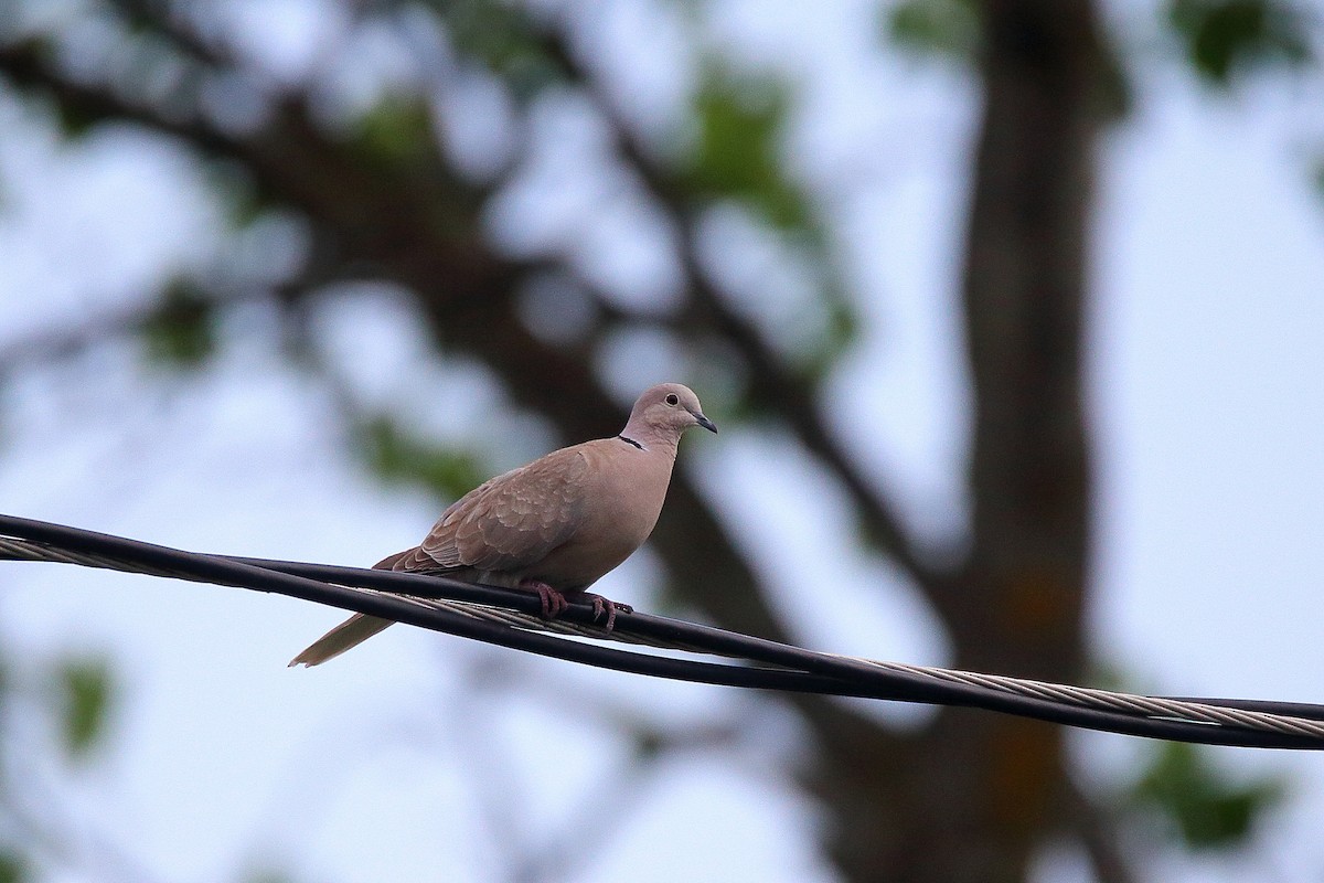 Eurasian Collared-Dove - Scott Heron