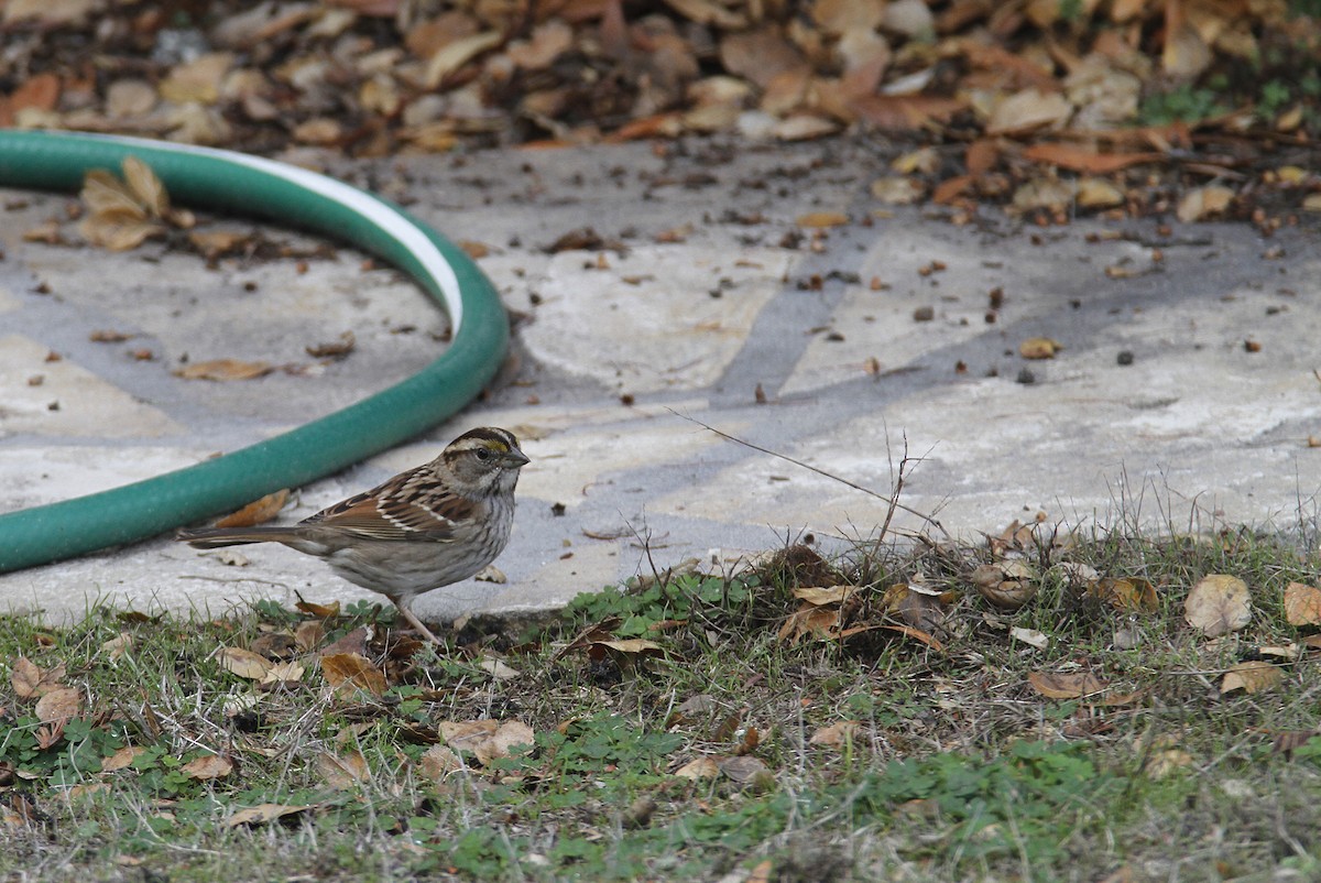 White-throated Sparrow - ML294169691