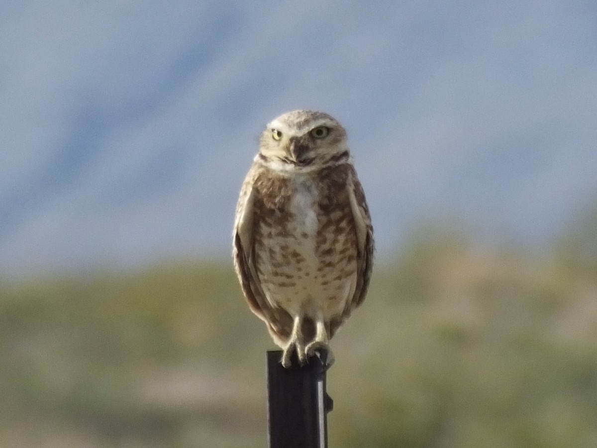 Burrowing Owl - ML29417151