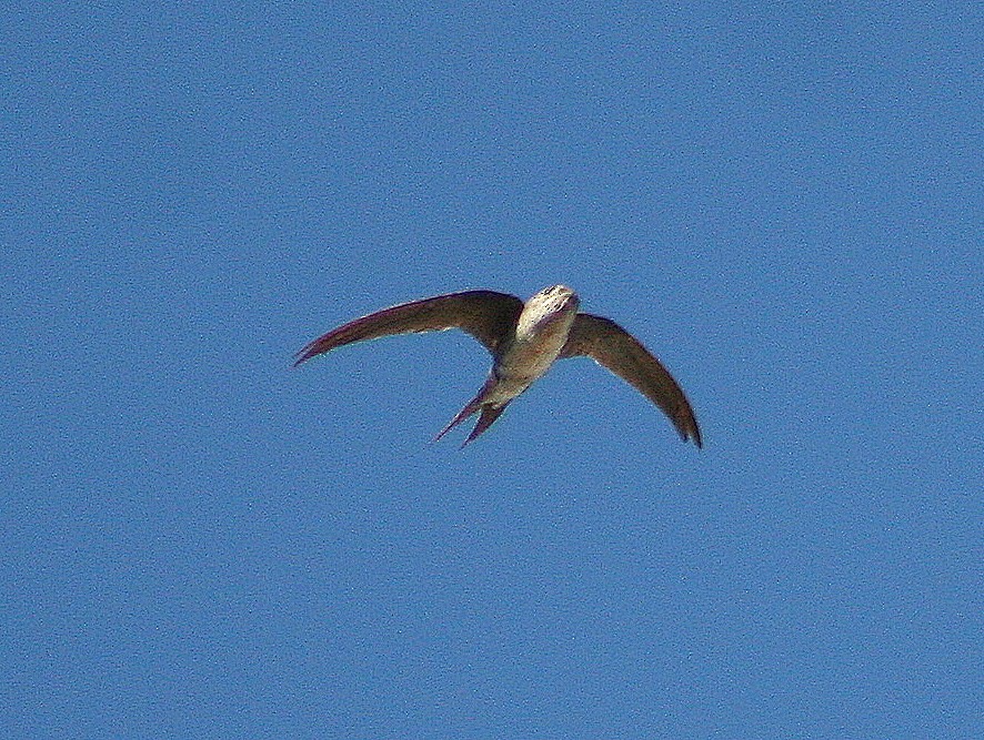 Fork-tailed Palm Swift - ML294173201