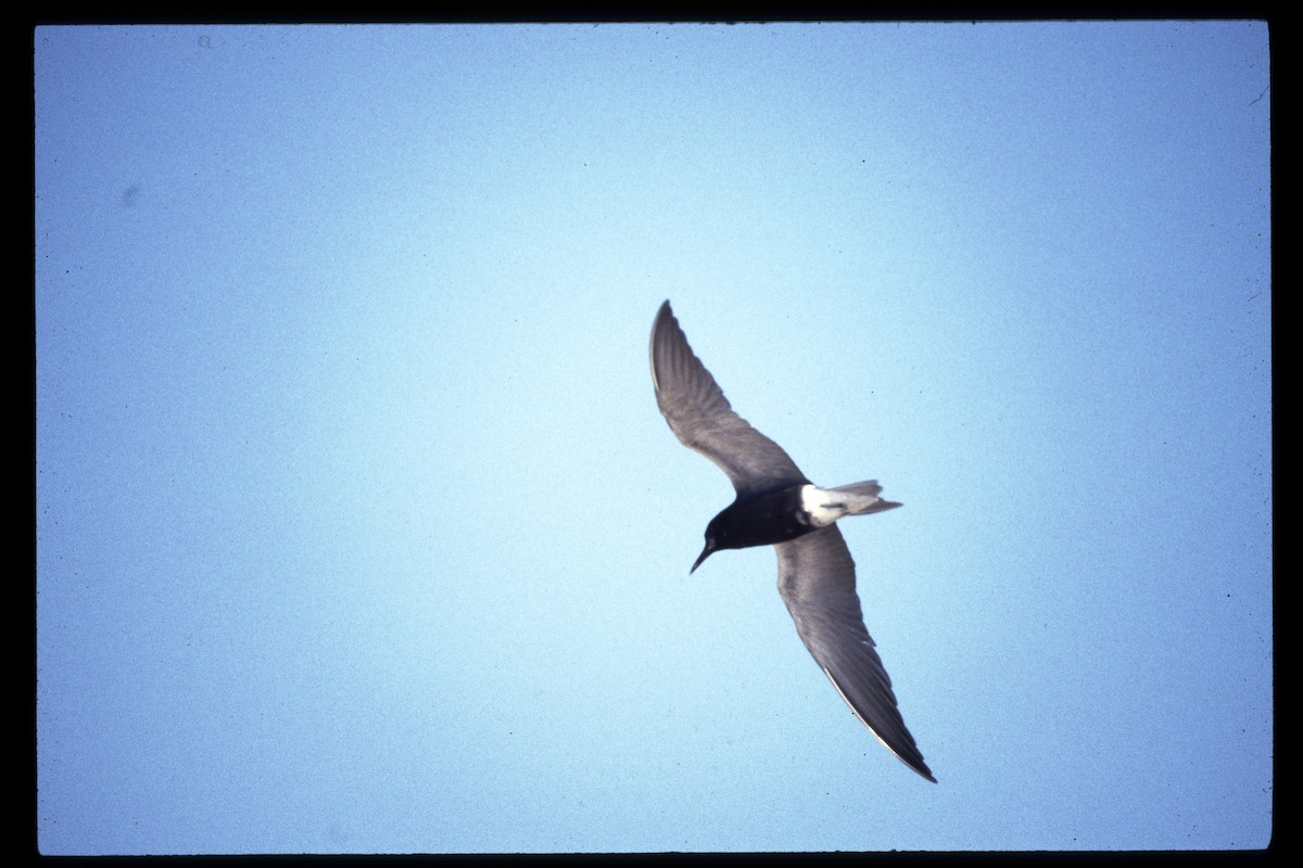 Black Tern - Karl Overman
