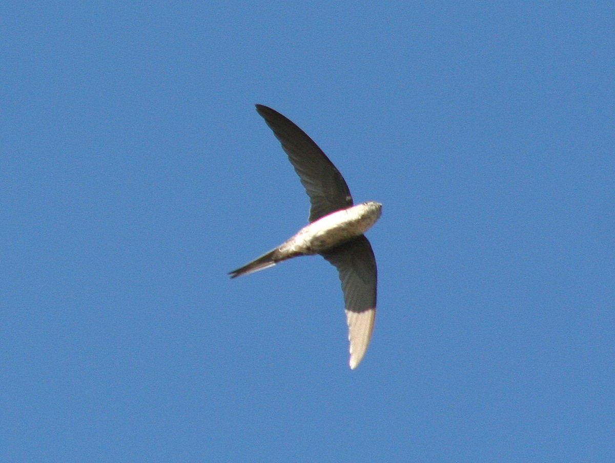 Fork-tailed Palm Swift - ML294173571