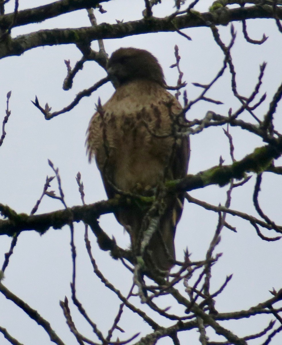 Red-tailed Hawk - ML294174731