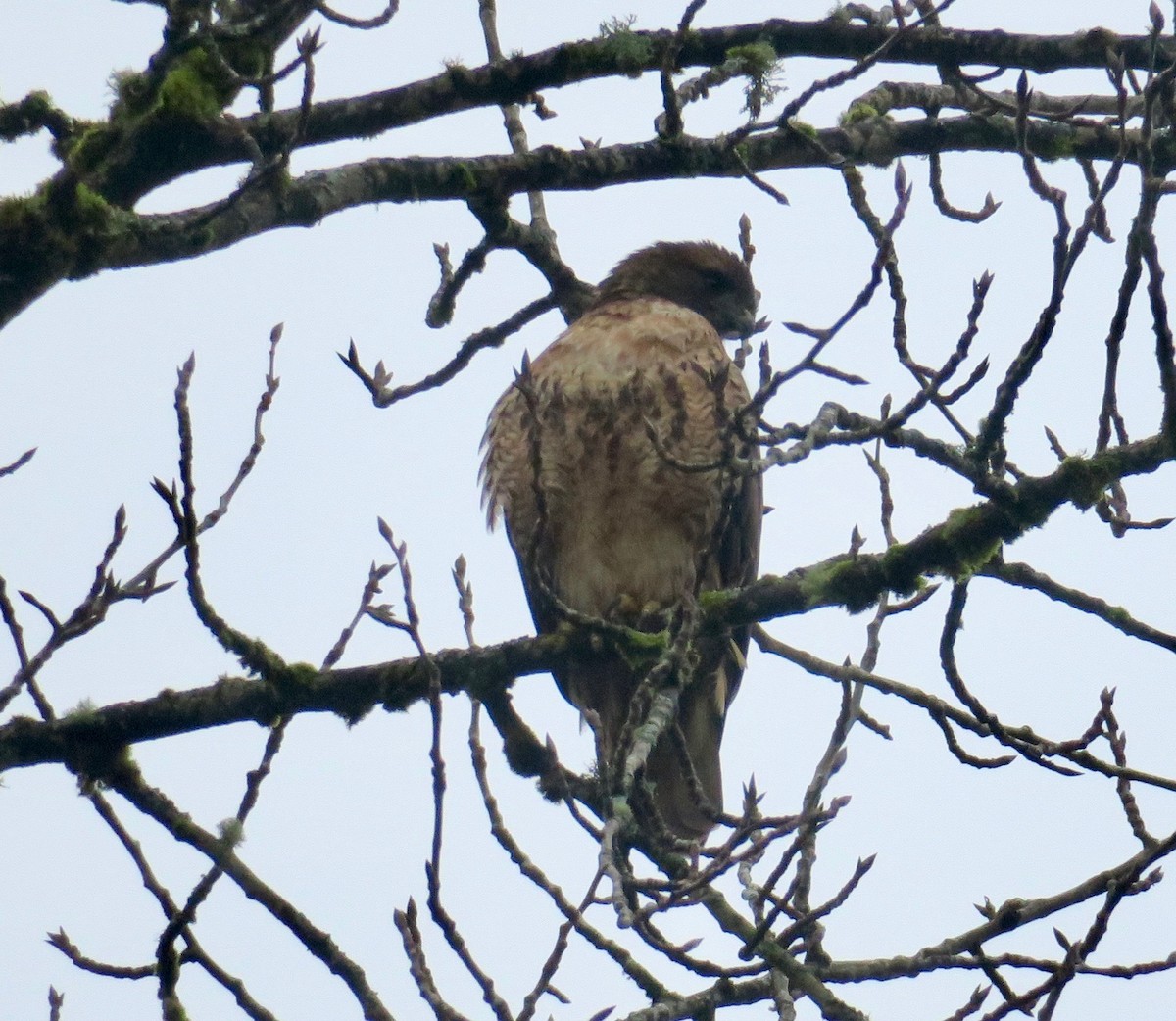 Red-tailed Hawk - ML294174941