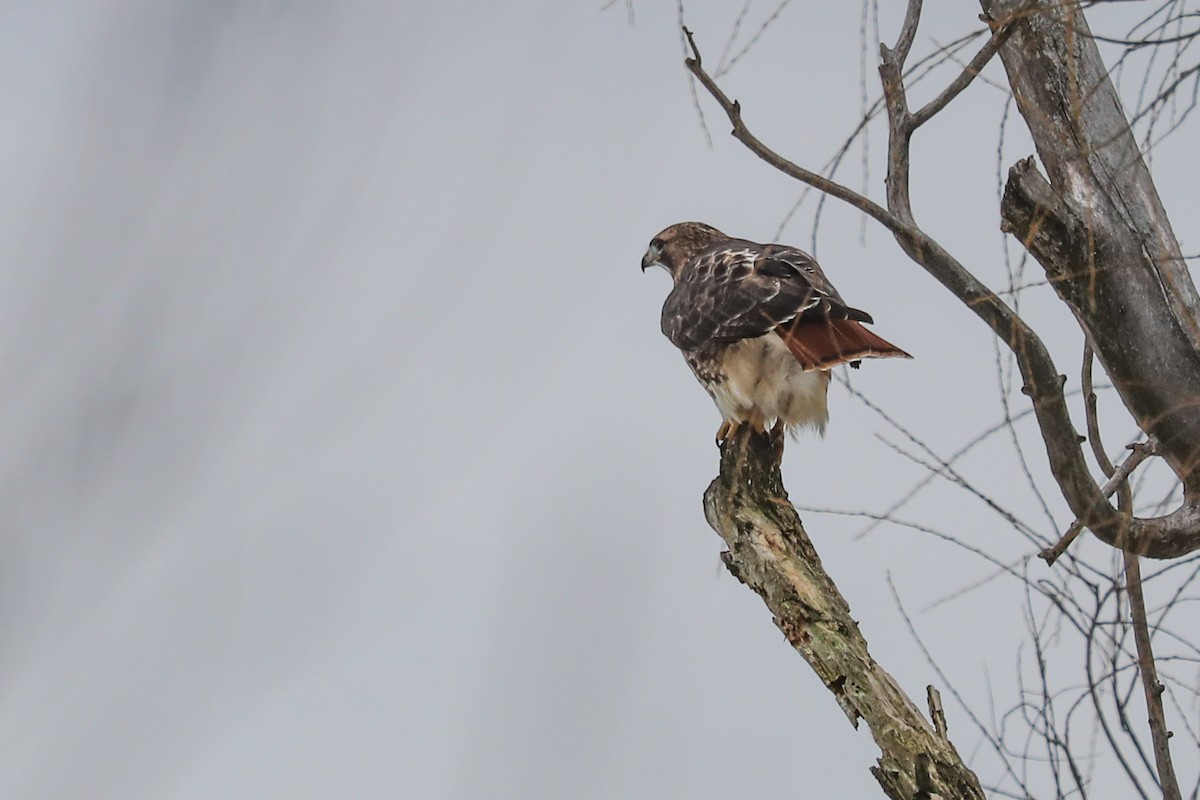 Red-tailed Hawk - ML294175241