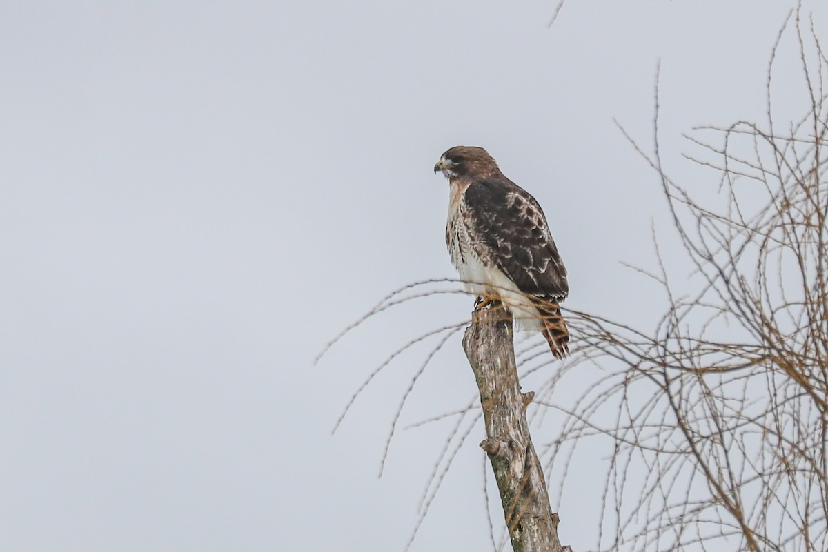 Red-tailed Hawk - ML294175251