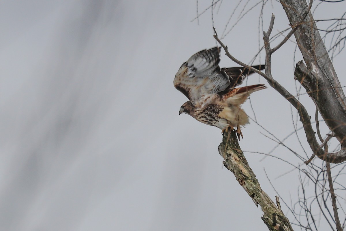 Red-tailed Hawk - ML294175301