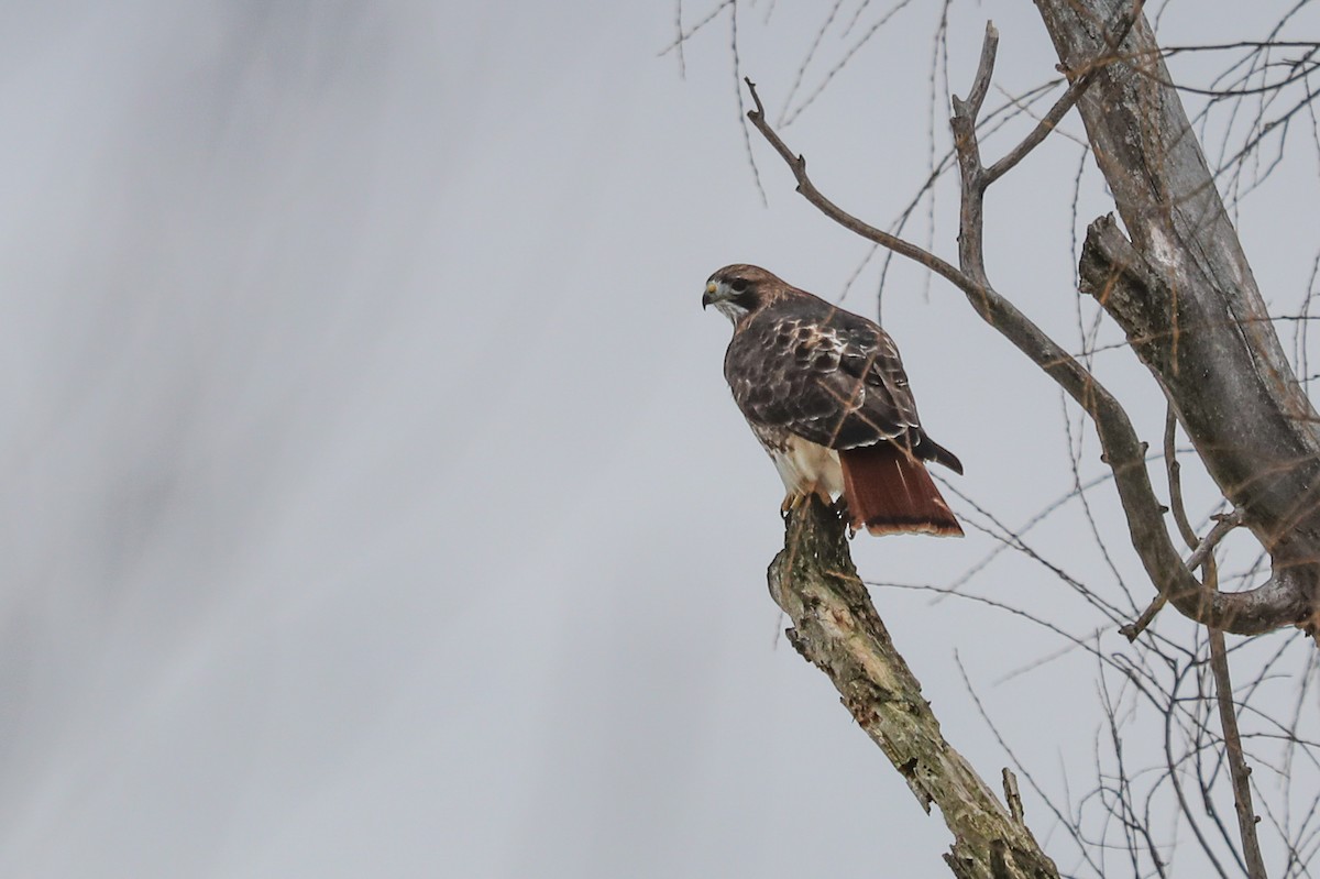 Red-tailed Hawk - ML294175311