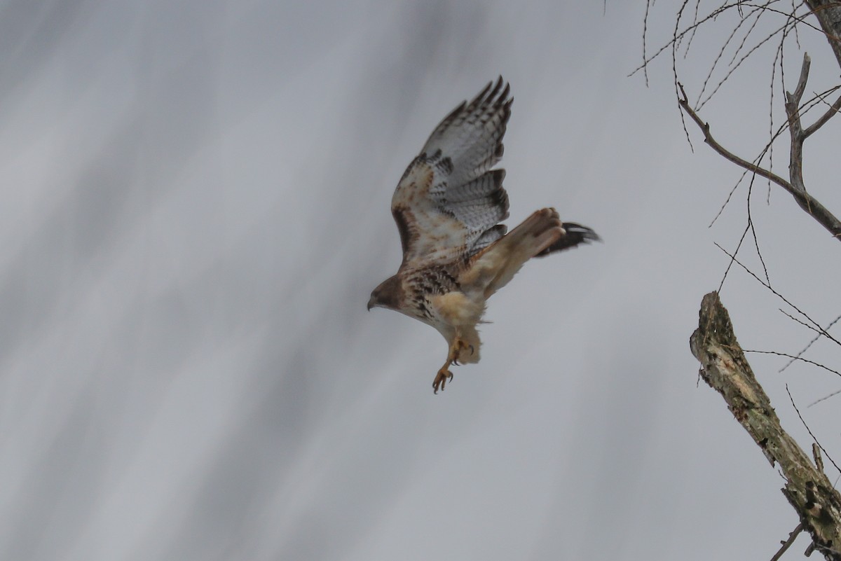 Red-tailed Hawk - ML294175321
