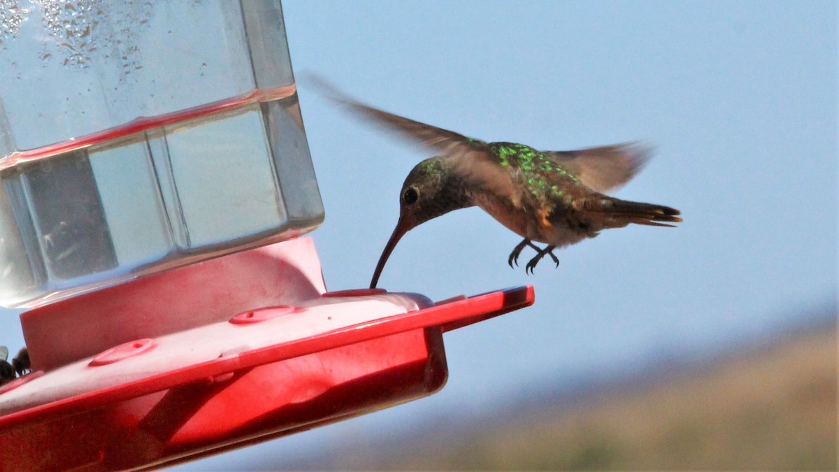 Buff-bellied Hummingbird - ML294175561