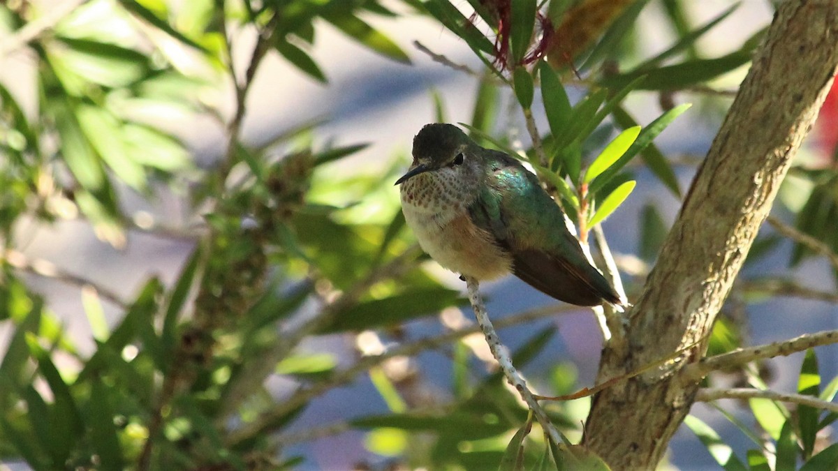 Broad-tailed Hummingbird - ML294178331