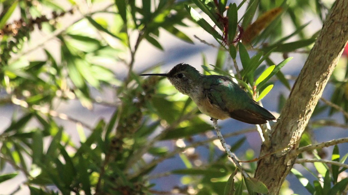 Broad-tailed Hummingbird - ML294178421