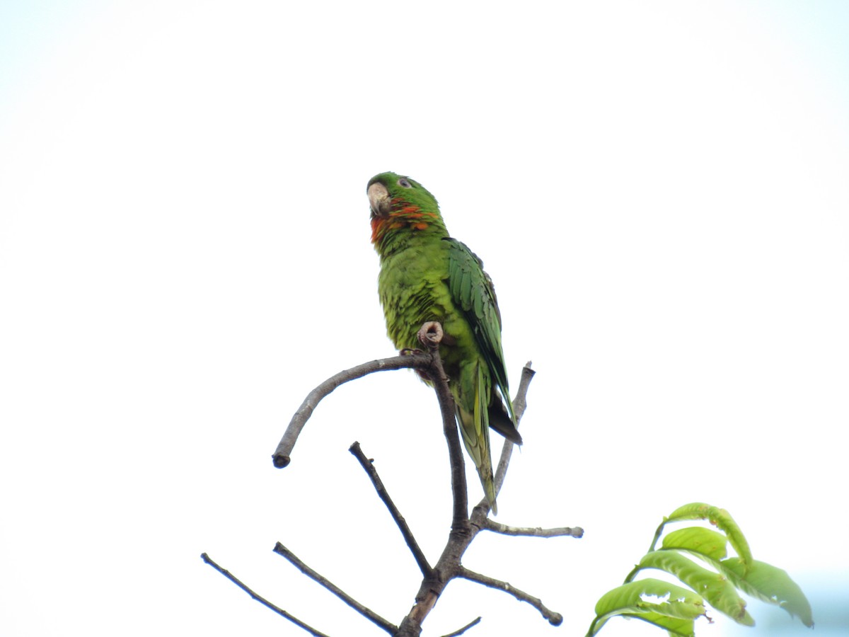 Green Parakeet (Red-throated) - ML294185771