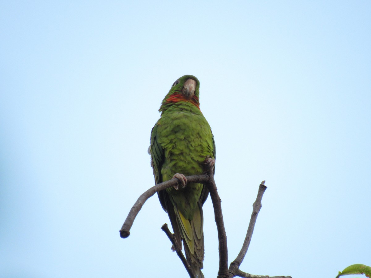 Green Parakeet (Red-throated) - ML294185841