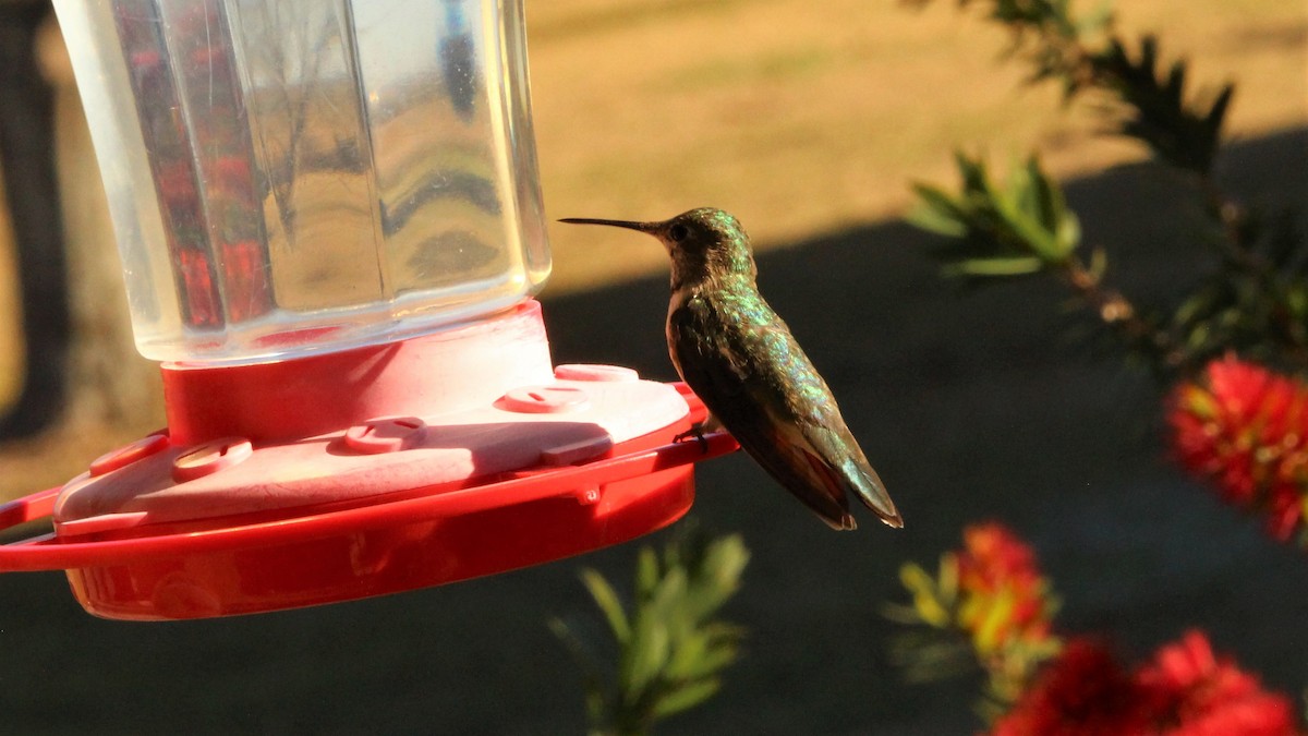 Buff-bellied Hummingbird - ML294189261
