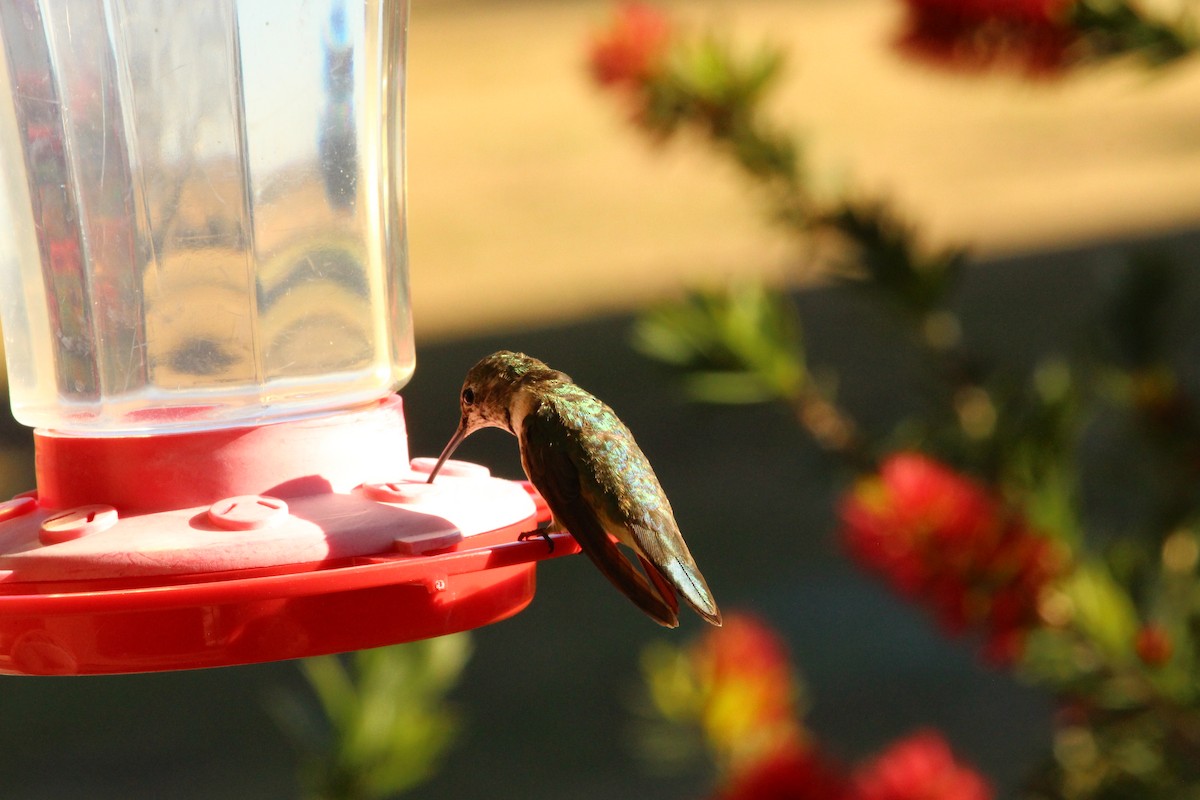 Buff-bellied Hummingbird - ML294189671