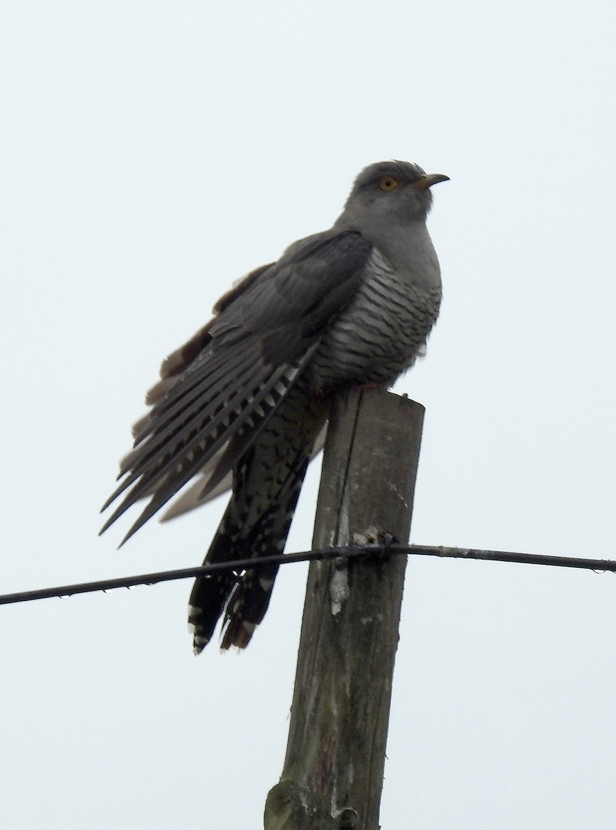 Common Cuckoo - ML29419151