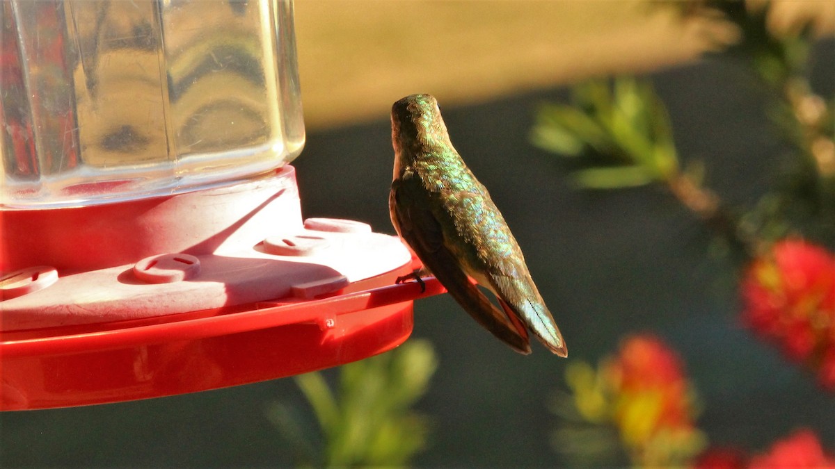 Buff-bellied Hummingbird - ML294193211