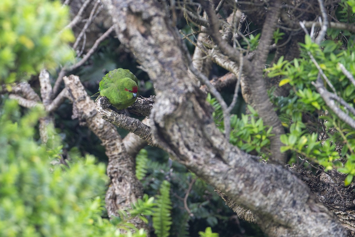 Red-crowned Parakeet - ML294193231