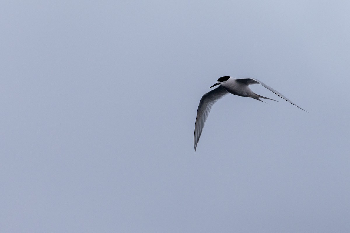 White-fronted Tern - ML294193371