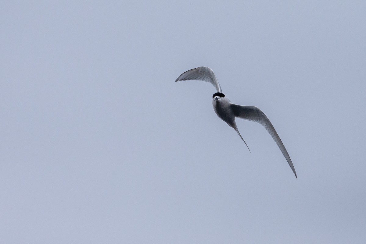 White-fronted Tern - ML294193381