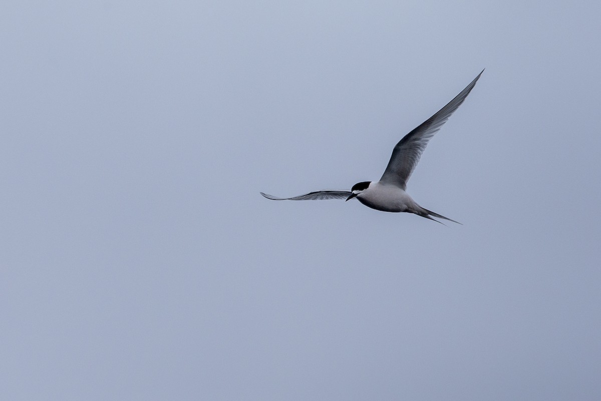 White-fronted Tern - ML294193401