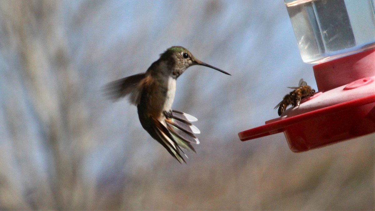 Broad-tailed Hummingbird - ML294197971