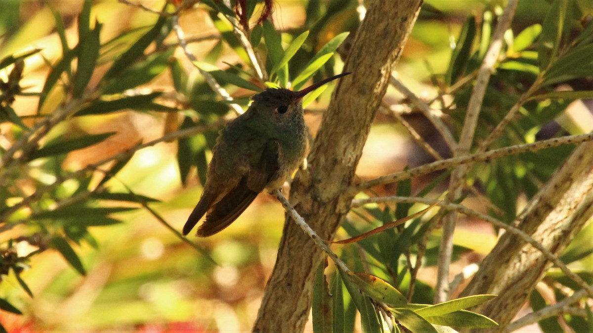 Buff-bellied Hummingbird - ML294201951