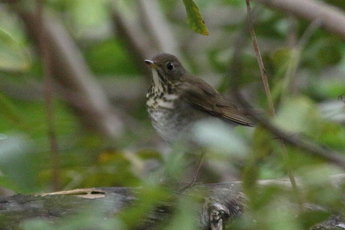 EBird Checklist 10 May 2020 Evergreen Cemetery 23 Species