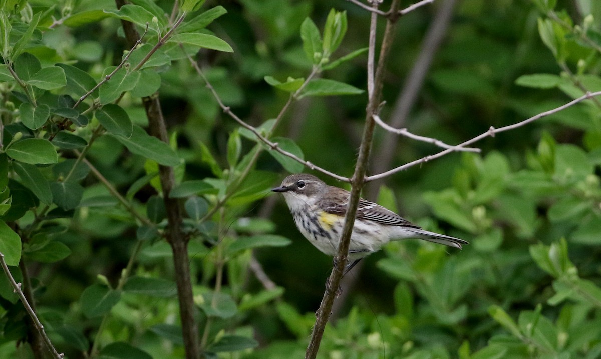 Yellow-rumped Warbler (Myrtle) - ML29420401