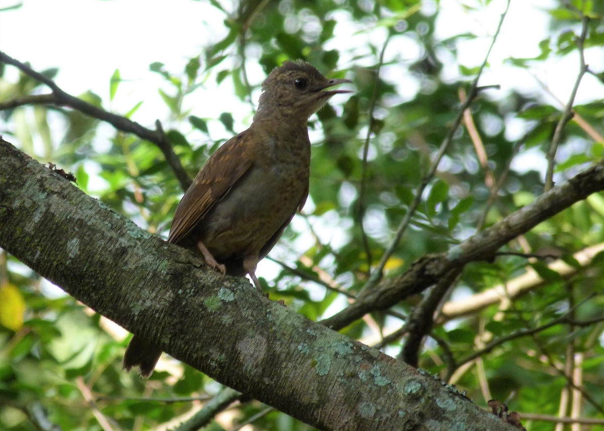 Pale-breasted Thrush - ML294204341