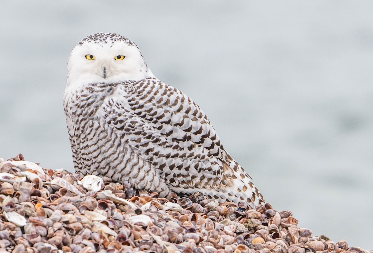 Snowy Owl - ML294205271