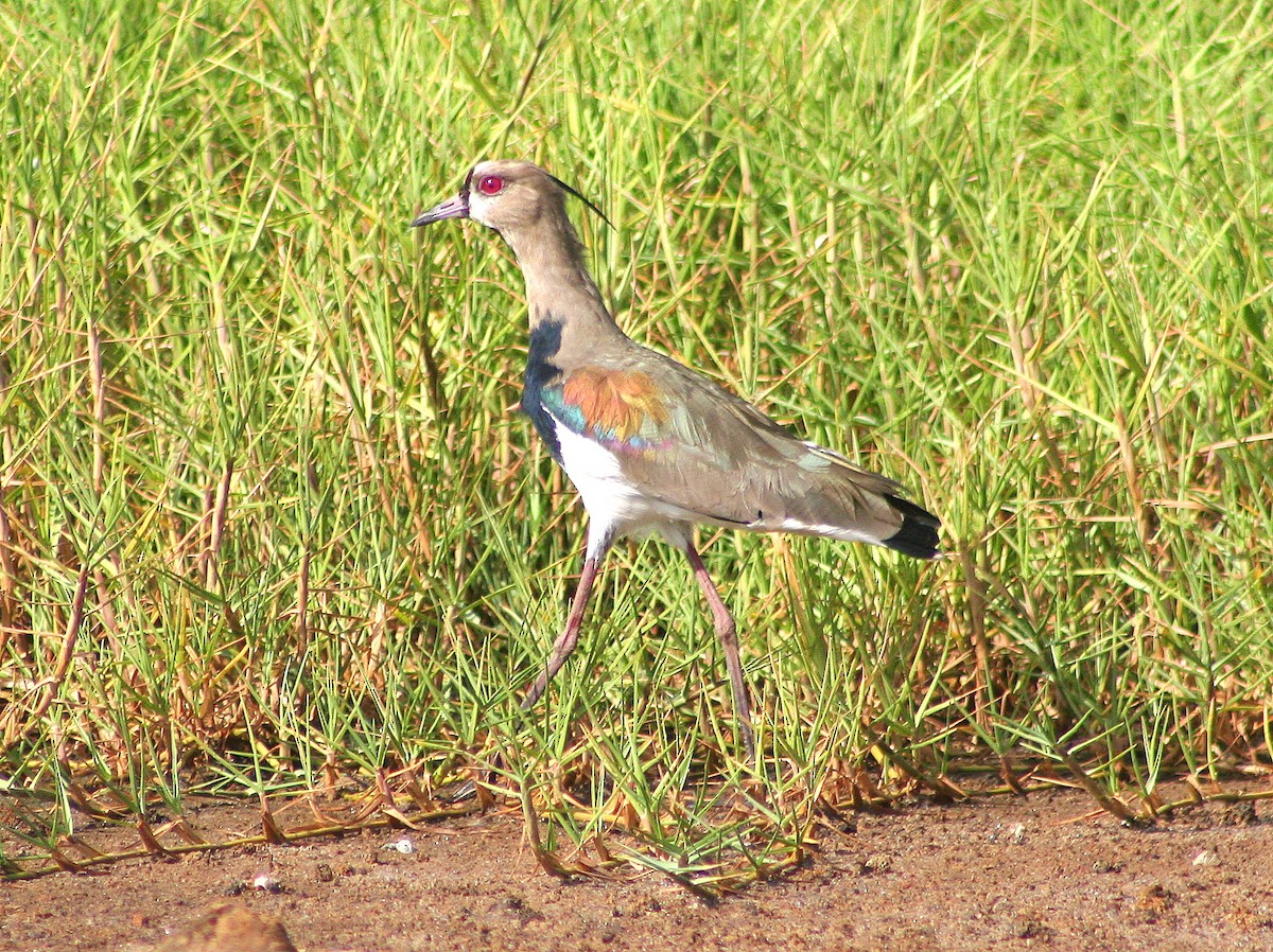 Southern Lapwing - Lermith Torres