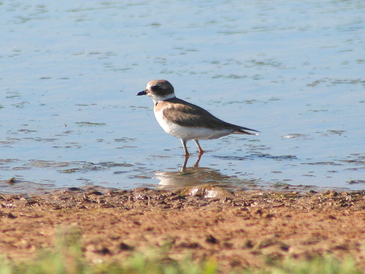 Semipalmated Plover - ML294206991