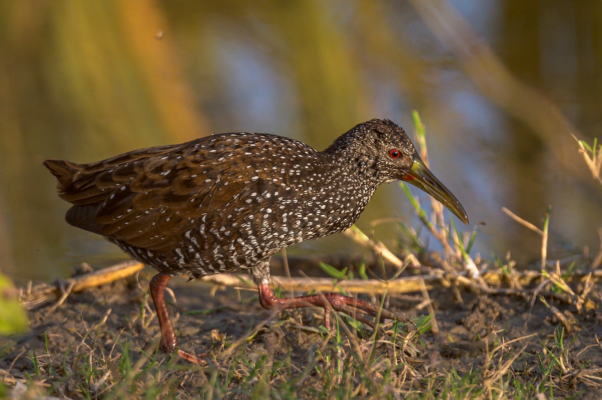 Spotted Rail - ML294207891