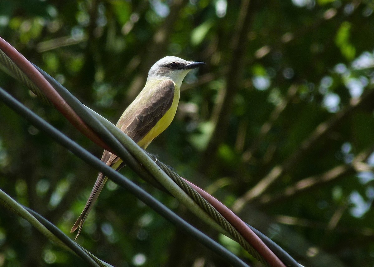 White-throated Kingbird - Carlos Otávio Gussoni
