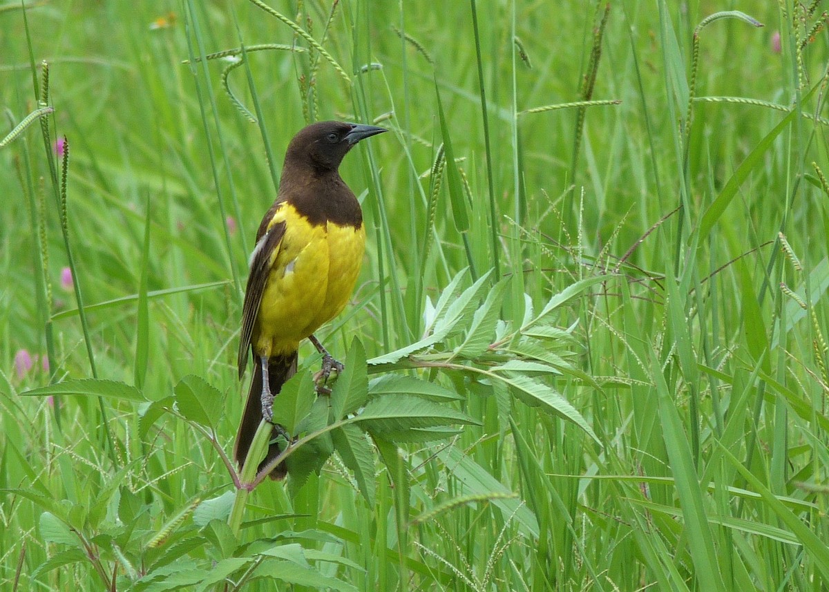 Yellow-rumped Marshbird - ML294208411