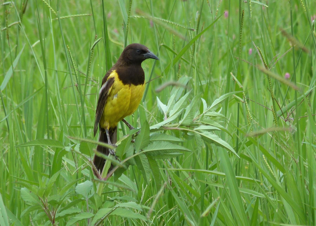 Yellow-rumped Marshbird - ML294208431