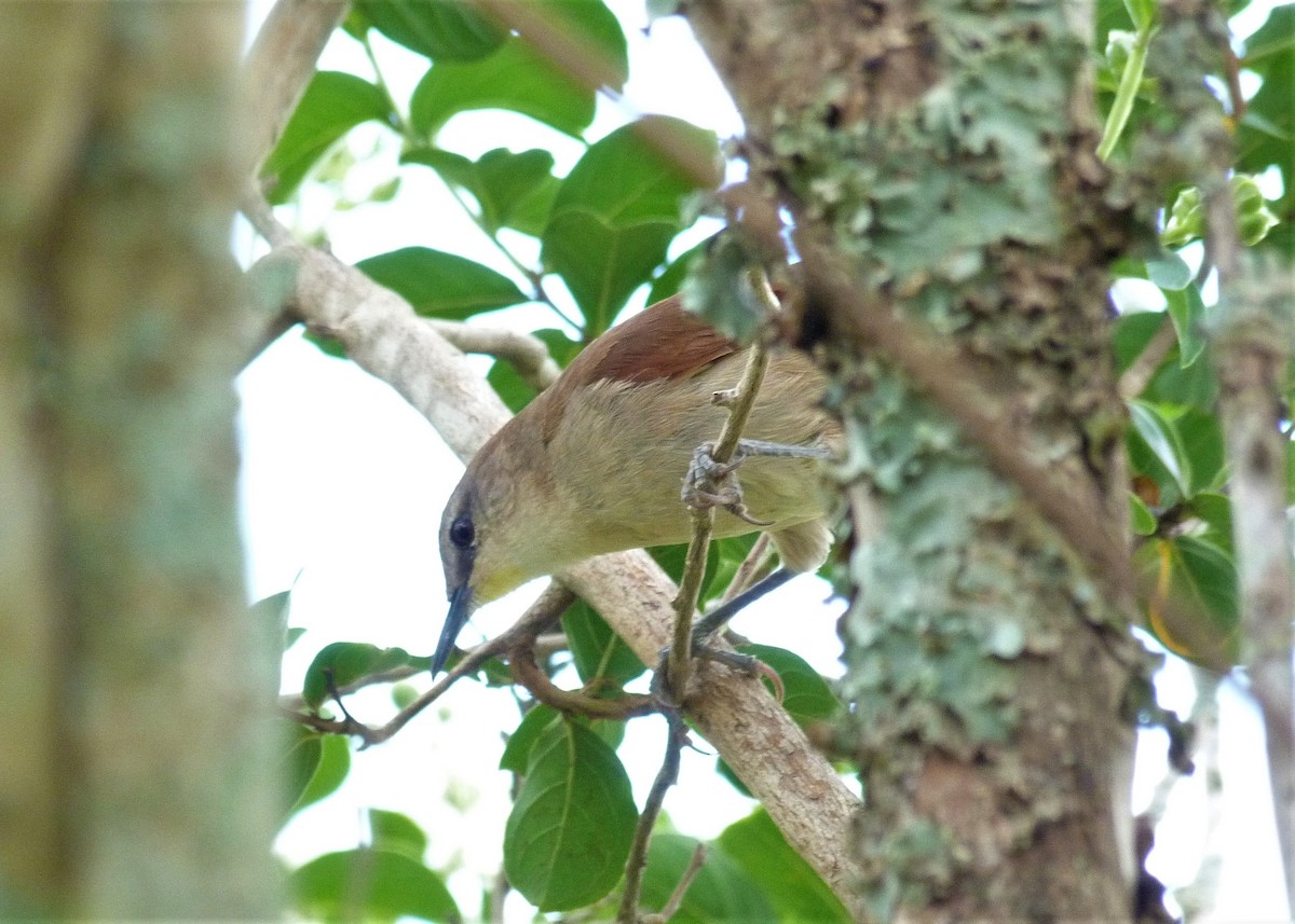 Yellow-chinned Spinetail - ML294208771