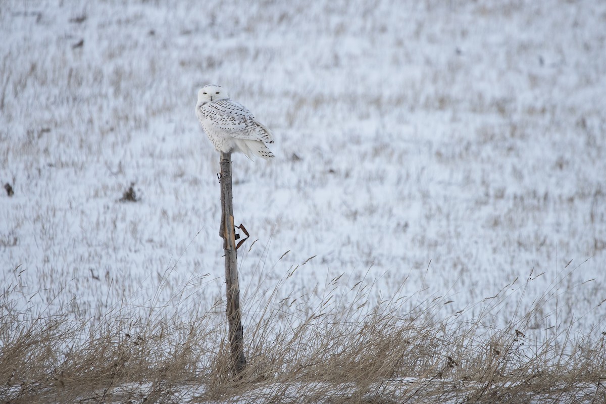 Snowy Owl - ML294212401