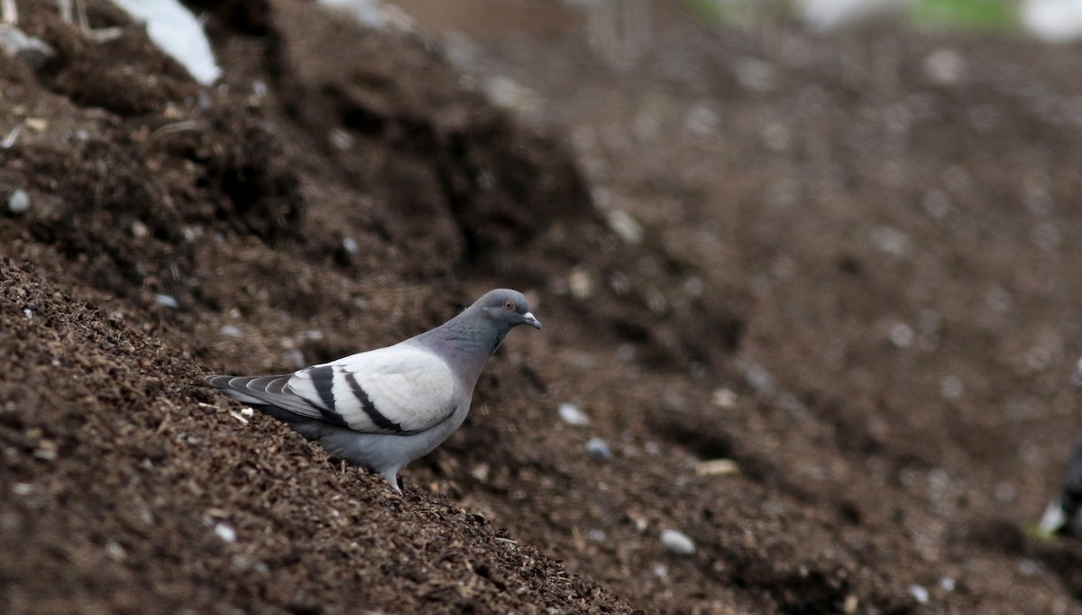 Rock Pigeon (Feral Pigeon) - ML29421271