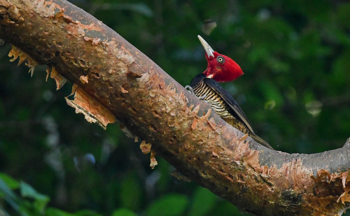 Pale-billed Woodpecker - Sean Sime