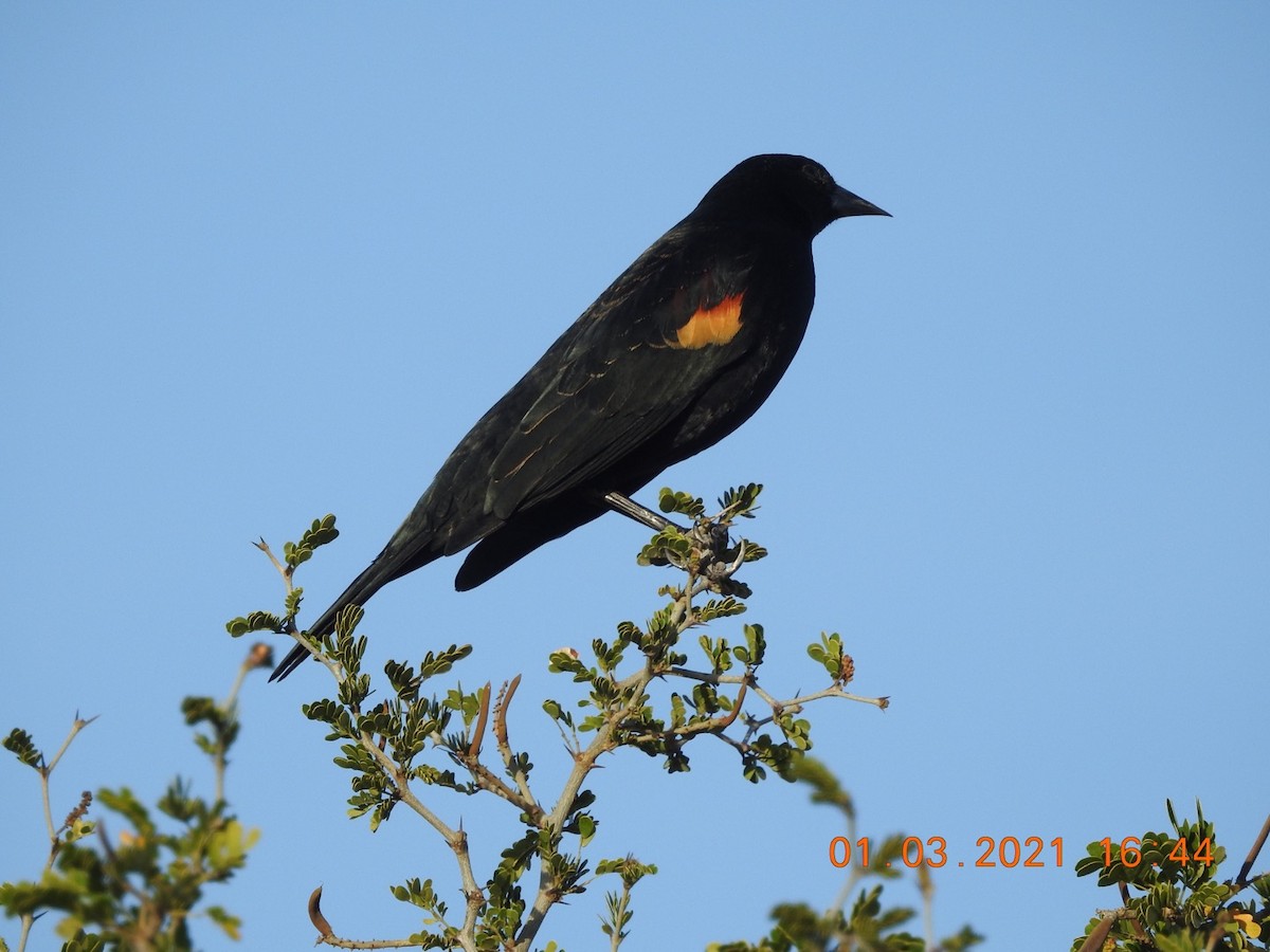 Red-winged Blackbird - Michael Dolfay
