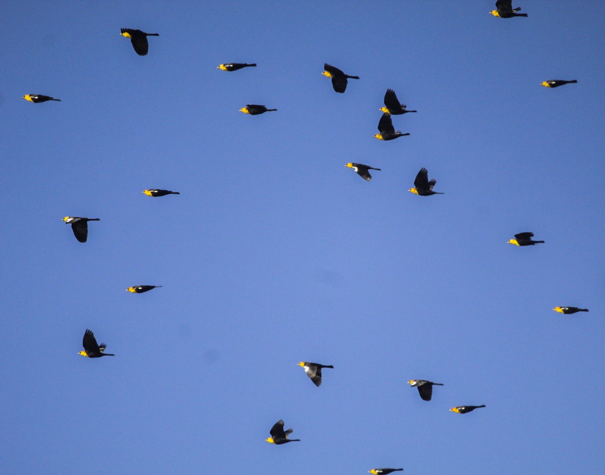 Yellow-headed Blackbird - ML294219911