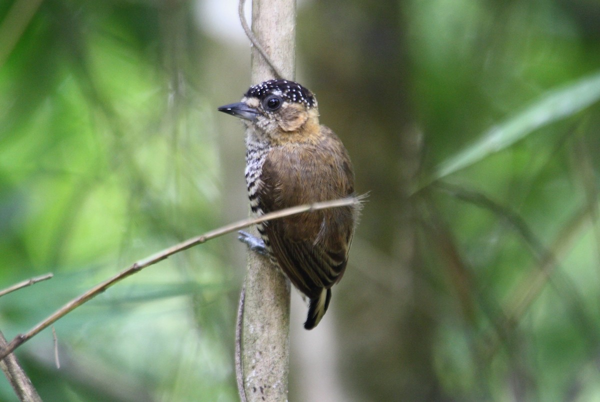 Ochre-collared Piculet - ML29422011