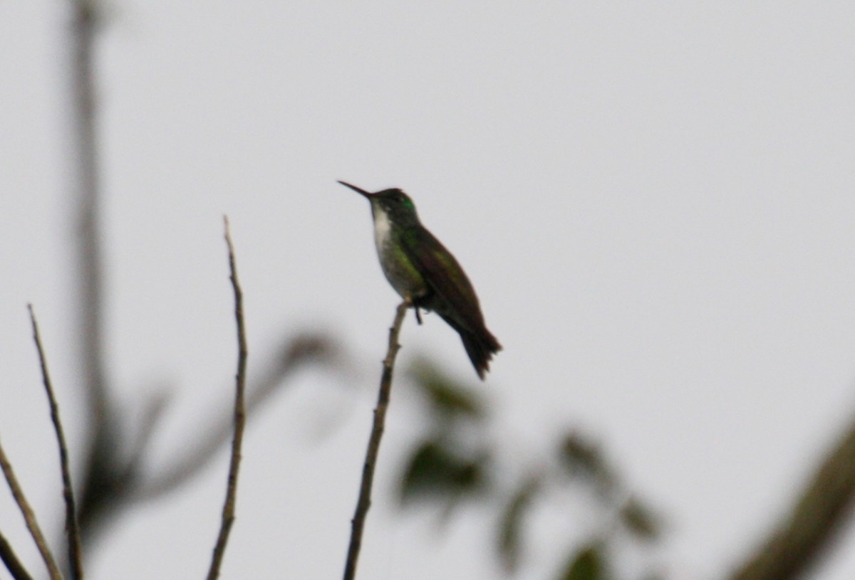 kolibřík pestrý - ML29422021