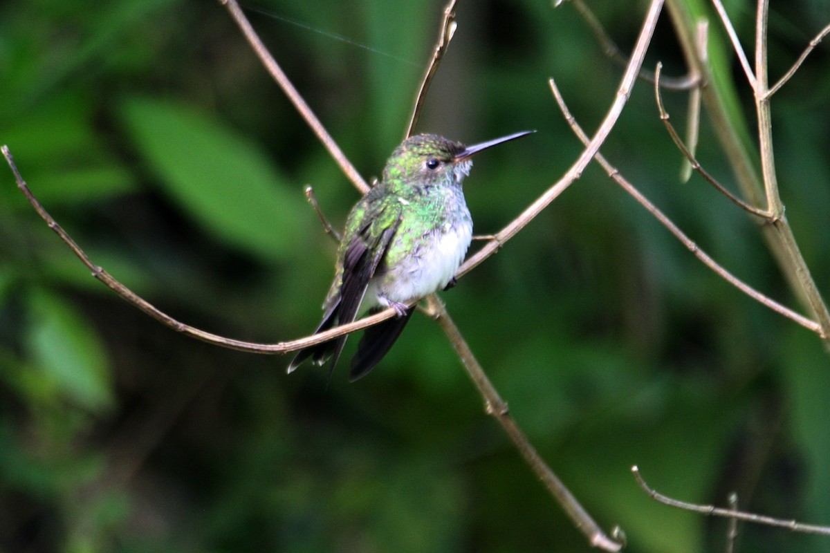 kolibřík zrcadlový - ML29422031
